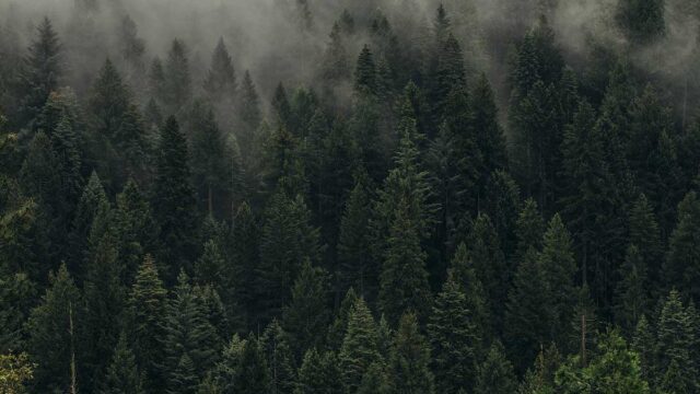How Much Paper Comes From One Tree_