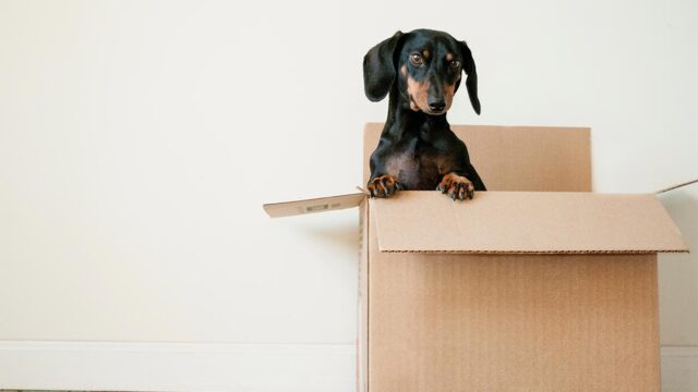 corrugated board