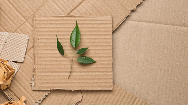 Green leaves and crumpled paper on carton
